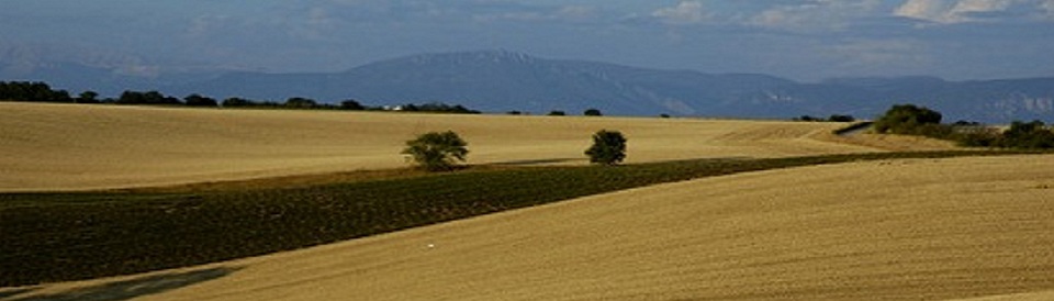 Nous sommes tous comme le ble dans les champs